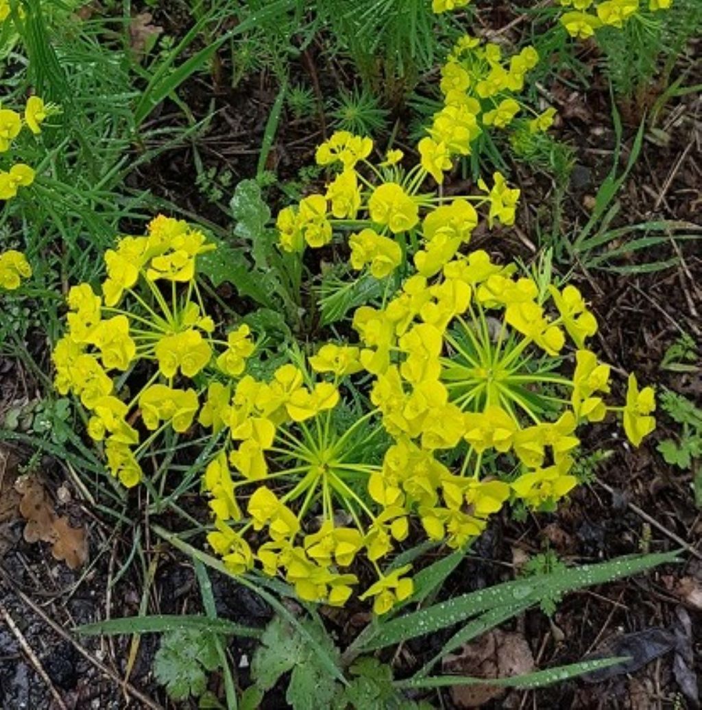 Euphorbia cyparissias